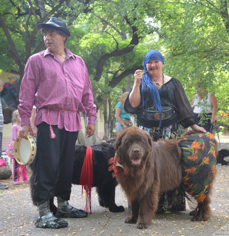 Фото: Галина Артюшина, ньюфаундленд Очаровашка с Берега Дона (Ocharovashka s Berega Dona), ньюфаундленд Масяня Гранд Бэби