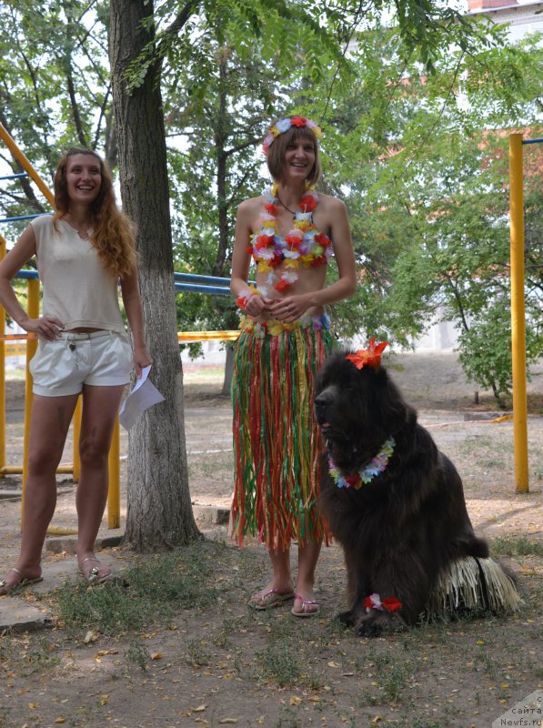 Фото: Евгения Венгеренко, Анастасия Киреева, ньюфаундленд Дюрбахлер Клаб Альфаретта Виньетта