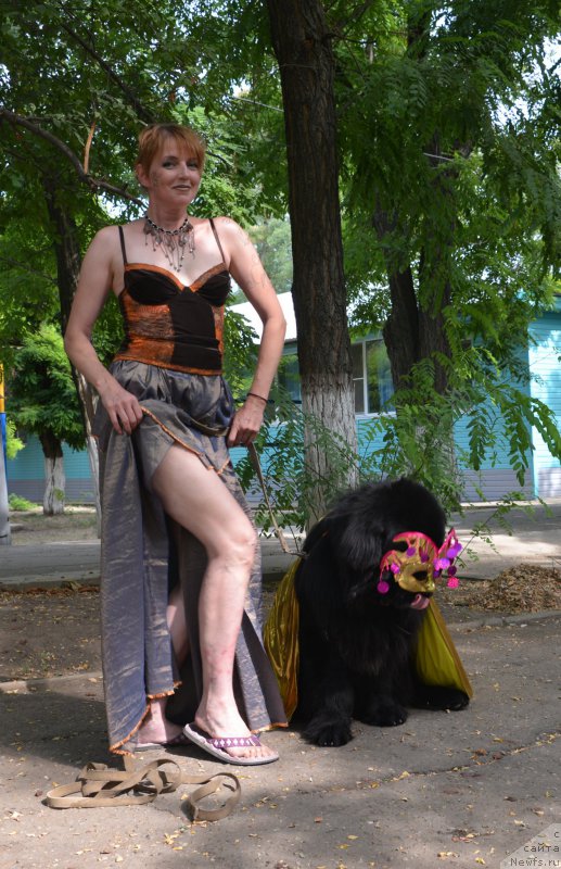 Фото: Елена Кирпа, ньюфаундленд Чарующий Чезарио (Charuyuschiy Chezario)