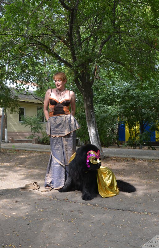 Фото: Елена Кирпа, ньюфаундленд Чарующий Чезарио (Charuyuschiy Chezario)