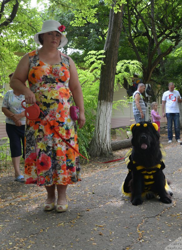 Фото: ньюфаундленд Сент Джонс Жоселин, Наташа