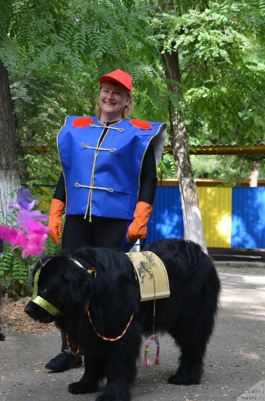 Фото: Елена Бажутина, ньюфаундленд Русская Красавица Нюра