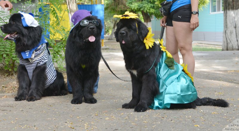 Фото: Агафон, ньюфаундленд Бегущая по Волнам Есперанто Етуло Чуи, ньюфаундленд Бегущая по Волнам Елегант Елизабетх
