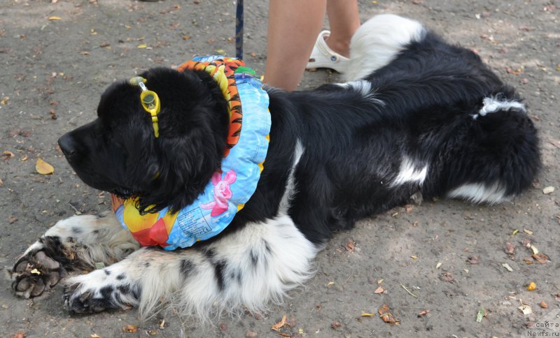 Фото: ньюфаундленд Кипер Соул Найс Гай (Keeper Soul Nice Guy)