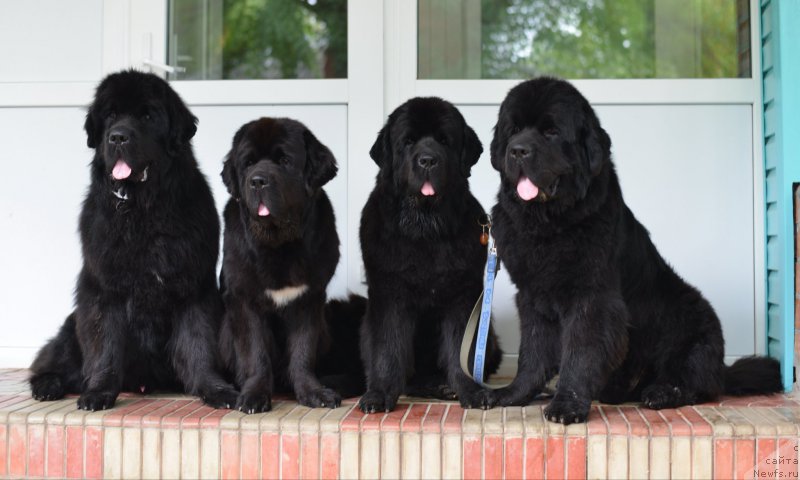 Фотография № 163831