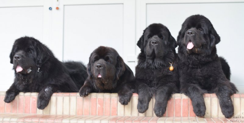 Фото: ньюфаундленд Бегущая по Волнам Есперанто Етуло Чуи, ньюфаундленд Бегущая по Волнам Елегант Елизабетх, ньюфаундленд Бегущая по Волнам Ханд Маде (Beguschaya po Volnam Hand Made), ньюфаундленд Бегущая по Волнам Елвис