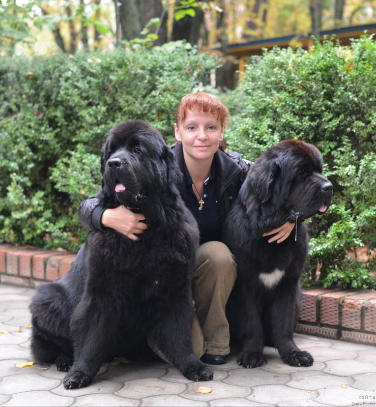 Фото: ньюфаундленд Бегущая по Волнам Ханд Маде (Beguschaya po Volnam Hand Made), Екатерина Харченко, ньюфаундленд Бегущая по Волнам Елегант Елизабетх