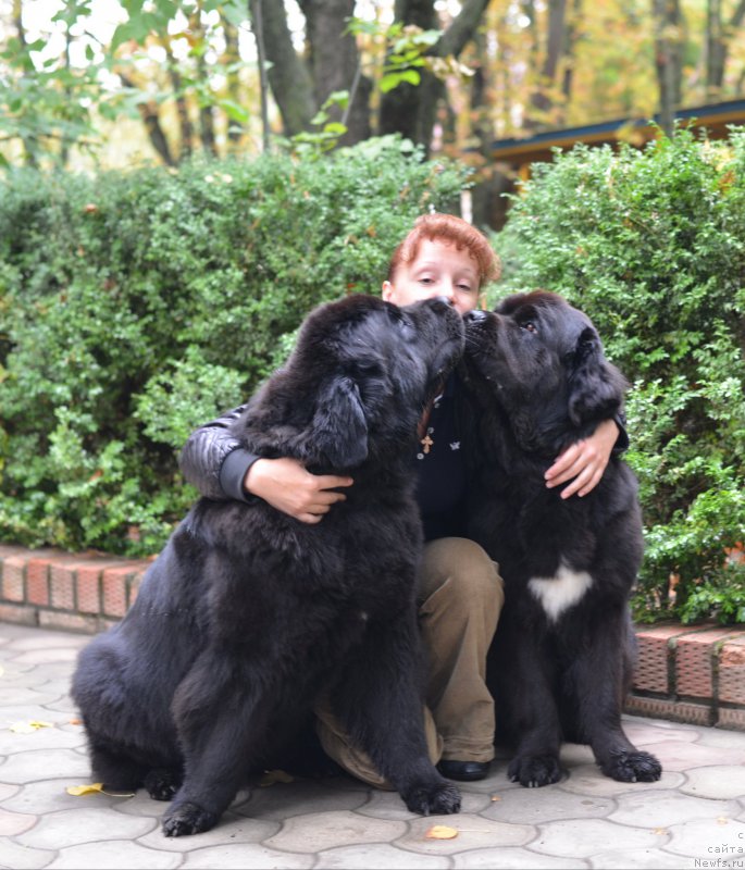 Фото: ньюфаундленд Бегущая по Волнам Ханд Маде (Beguschaya po Volnam Hand Made), Екатерина Харченко, ньюфаундленд Бегущая по Волнам Елегант Елизабетх