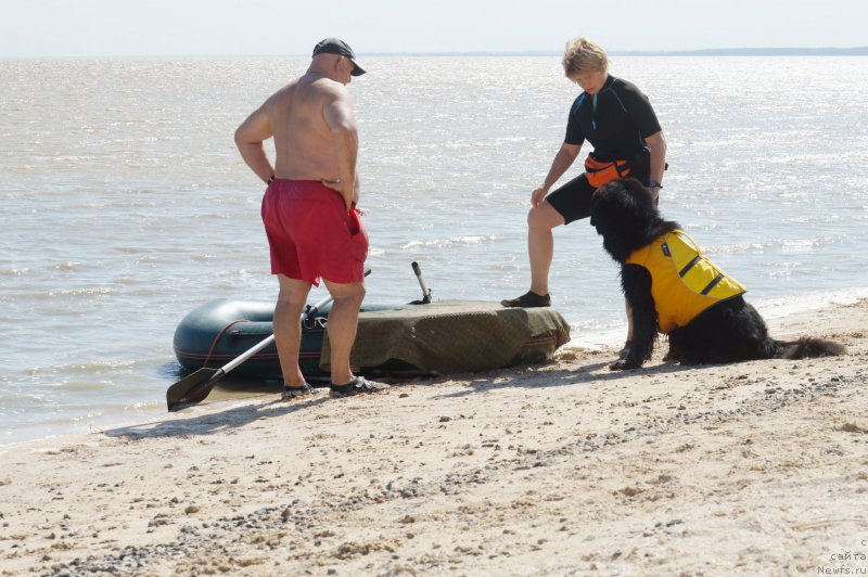 Фото: Владимир Ключенович, Маргарита Завацкова, ньюфаундленд Бегущая по Волнам Есперанто Етуло Чуи