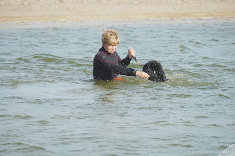 Фото: Маргарита Завацкова, ньюфаундленд Бегущая по Волнам Есперанто Етуло Чуи