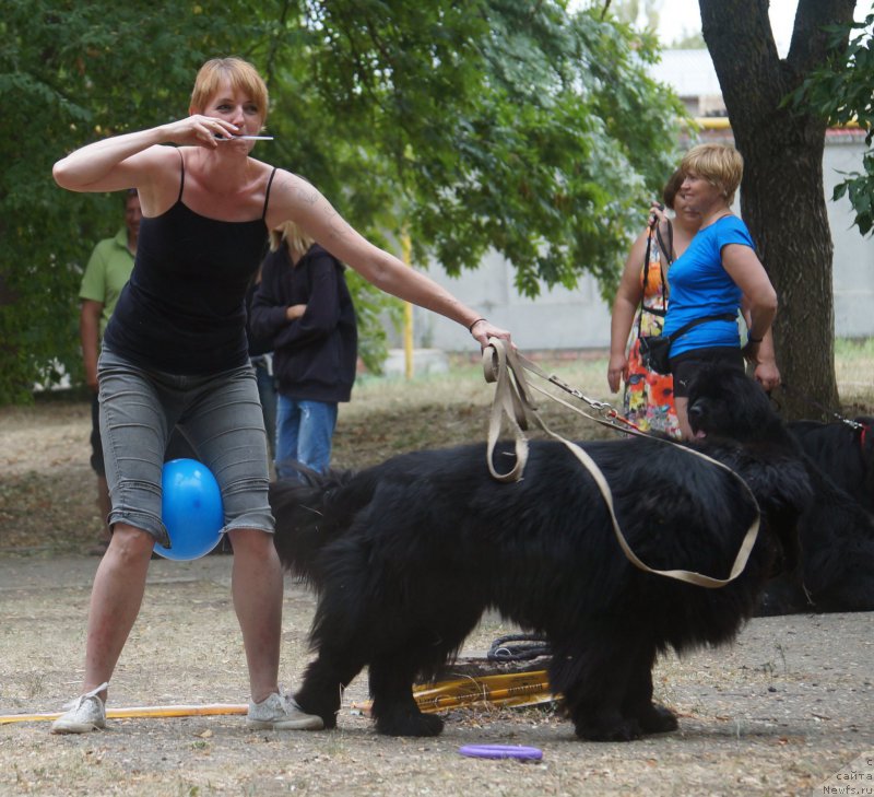 Фото: Елена Кирпа, ньюфаундленд Чарующий Чезарио (Charuyuschiy Chezario)