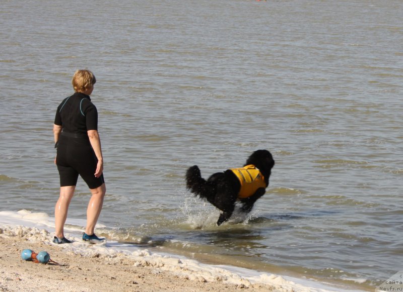 Фото: Маргарита Завацкова, ньюфаундленд Бегущая по Волнам Есперанто Етуло Чуи
