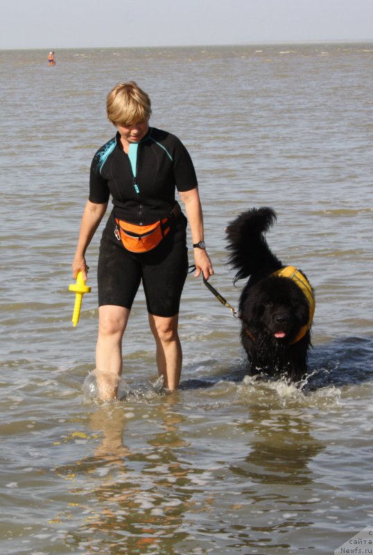 Фото: Маргарита Завацкова, ньюфаундленд Бегущая по Волнам Есперанто Етуло Чуи
