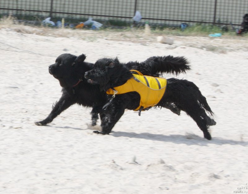 Фото: ньюфаундленд Бегущая по Волнам Есперанто Етуло Чуи, Агафон