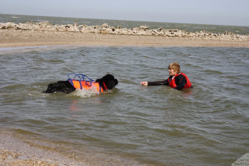 Фото: ньюфаундленд Сент Джонс Жоселин, Маргарита Завацкова