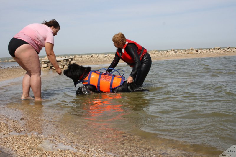 Фото: Наташа, ньюфаундленд Сент Джонс Жоселин, Маргарита Завацкова