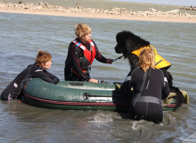 Фото: Елена Кирпа, Маргарита Завацкова, ньюфаундленд Бегущая по Волнам Есперанто Етуло Чуи, Елена Бажутина