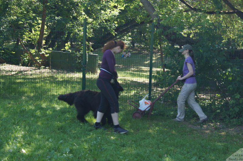 Фото: Елена Тихоненко, ньюфаундленд Сент Джонс Жозайя Валери