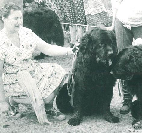 Фото: ньюфаундленд Бэк Бен