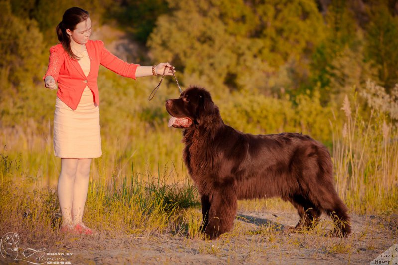 Фото: ньюфаундленд Анджело Орсо Айрин