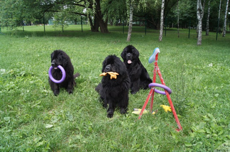 Фотография № 163919