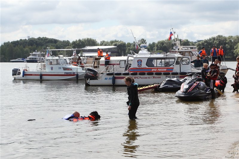 Фото: ньюфаундленд Топтыжка Галатея Морская Нереида (Toptyzhka Galatea Morskaya Nereida), Антонина Чигвинцева, Александр Бурмистров