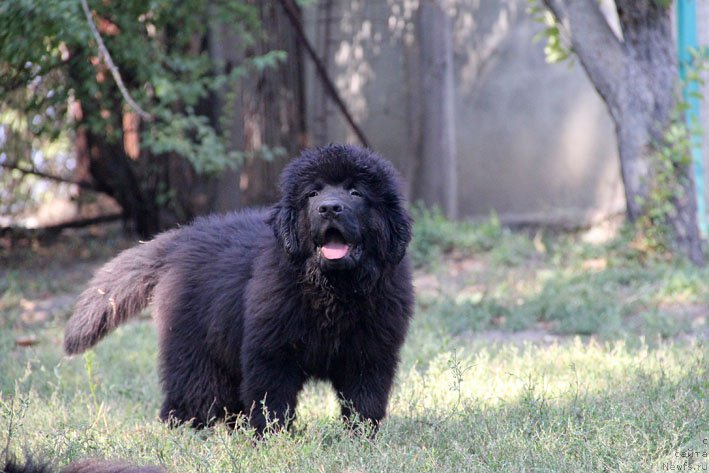 Фото: ньюфаундленд Арамис с Берега Дона (Aramis s Berega Dona)