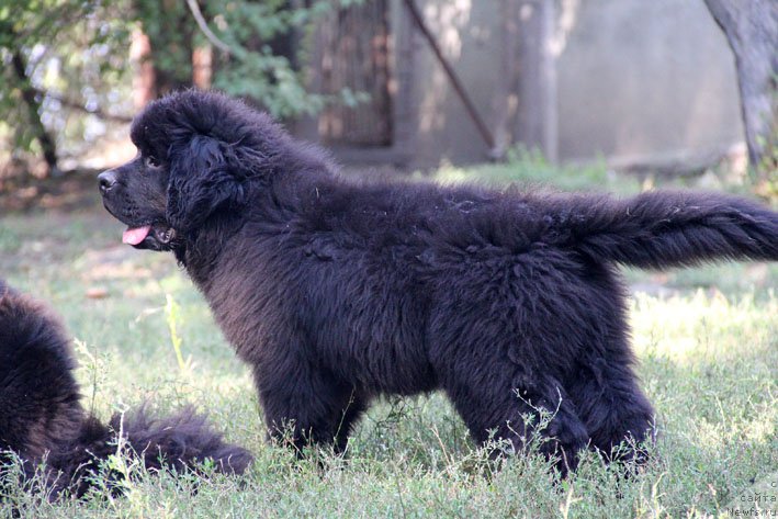 Фото: ньюфаундленд А'Портос с Берега Дона (A'Portos s Berega Dona)