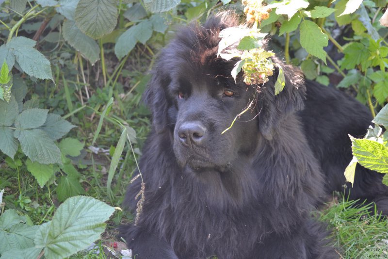 Фото: ньюфаундленд Талисман Моря Мишель