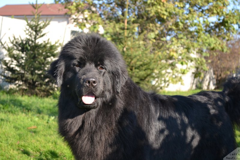 Фото: ньюфаундленд Талисман Моря Мишель