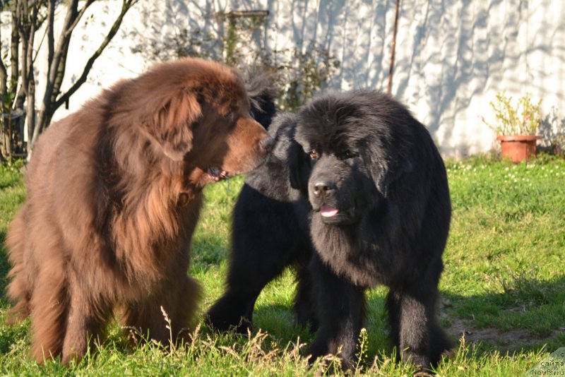 Фото: ньюфаундленд Аркадия Виват Арбона, ньюфаундленд Талисман Моря Мишель