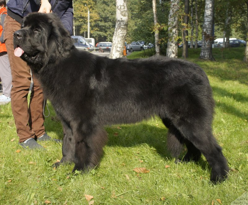 Фотография № 163970