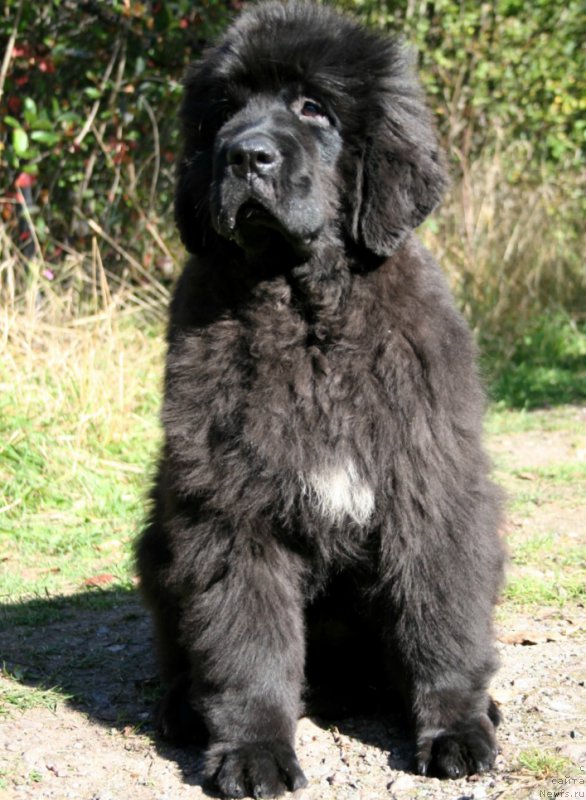 Фото: ньюфаундленд Черная Мафия Шенген Виза (Chernaya Mafia Shengen Visa)