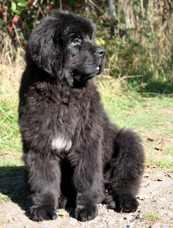 Фото: ньюфаундленд Черная Мафия Шенген Виза (Chernaya Mafia Shengen Visa)