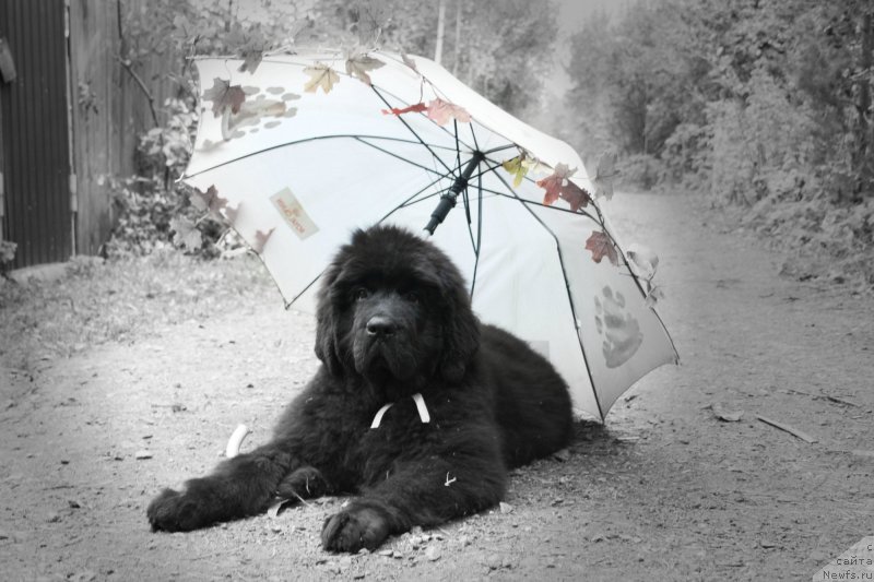 Фото: ньюфаундленд Черная Мафия Шенген Виза (Chernaya Mafia Shengen Visa)