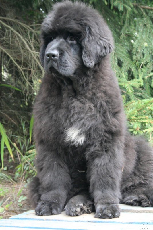 Фото: ньюфаундленд Черная Мафия Шенген Виза (Chernaya Mafia Shengen Visa)