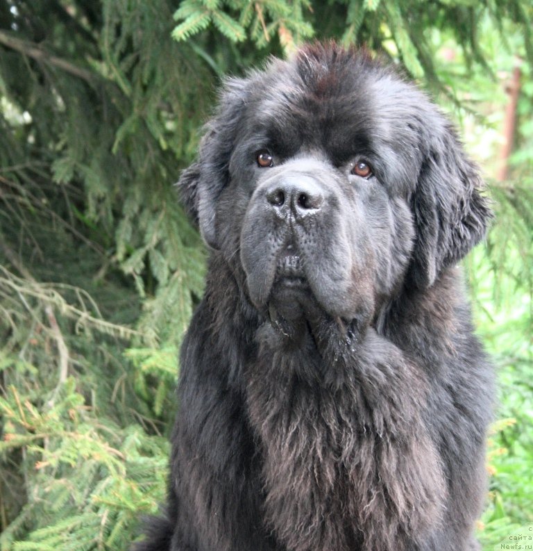 Фото: ньюфаундленд Черная Мафия Муст Хаве (Chernaya Mafia Must Have)