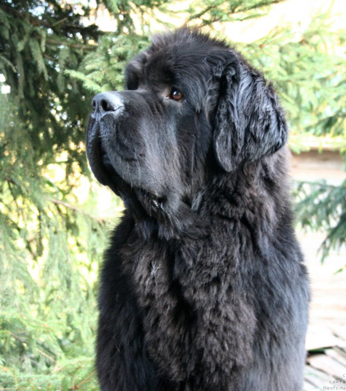 Фото: ньюфаундленд Черная Мафия Муст Хаве (Chernaya Mafia Must Have)
