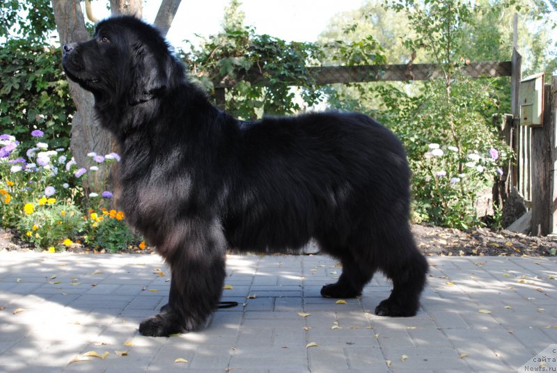 Фото: ньюфаундленд Кисс Хэппи из Медвежьего Яра (Kiss Happy iz Medvejyego Yara)