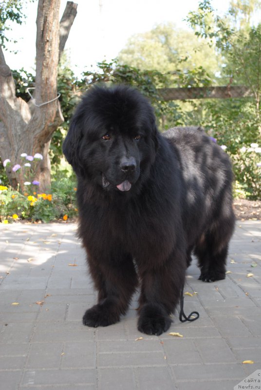 Фото: ньюфаундленд Кисс Хэппи из Медвежьего Яра (Kiss Happy iz Medvejyego Yara)