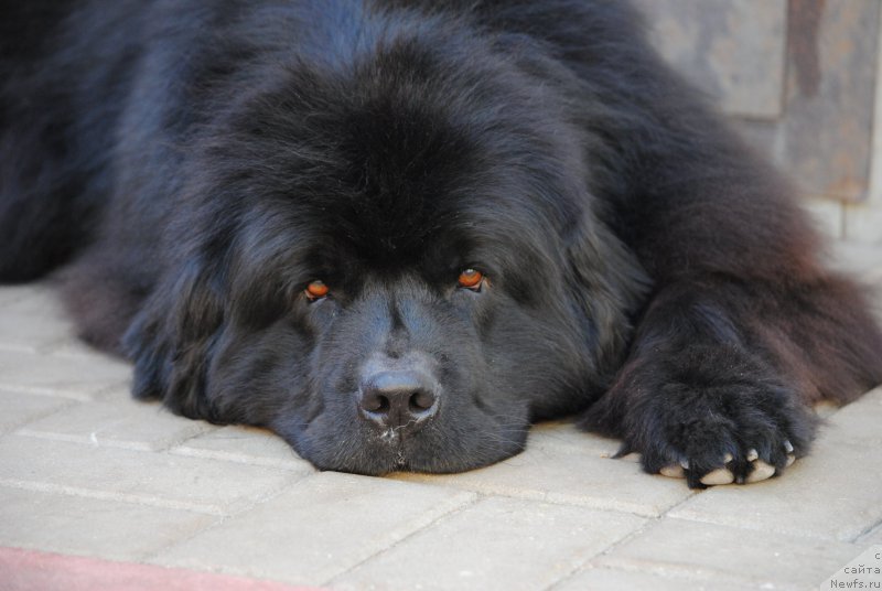 Фото: ньюфаундленд Кисс Хэппи из Медвежьего Яра (Kiss Happy iz Medvejyego Yara)