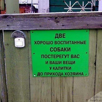 Фото: ньюфаундленд Чрезвычайная Чайн с Берега Дона (Chrezvychaynaya Chayn s Berega Dona)