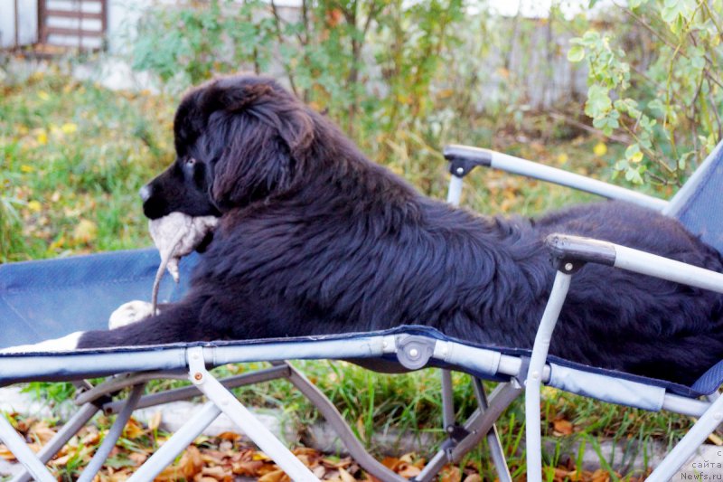 Фото: ньюфаундленд Сафирина Катту Скарлетт (Safirina Katty Scarlett)