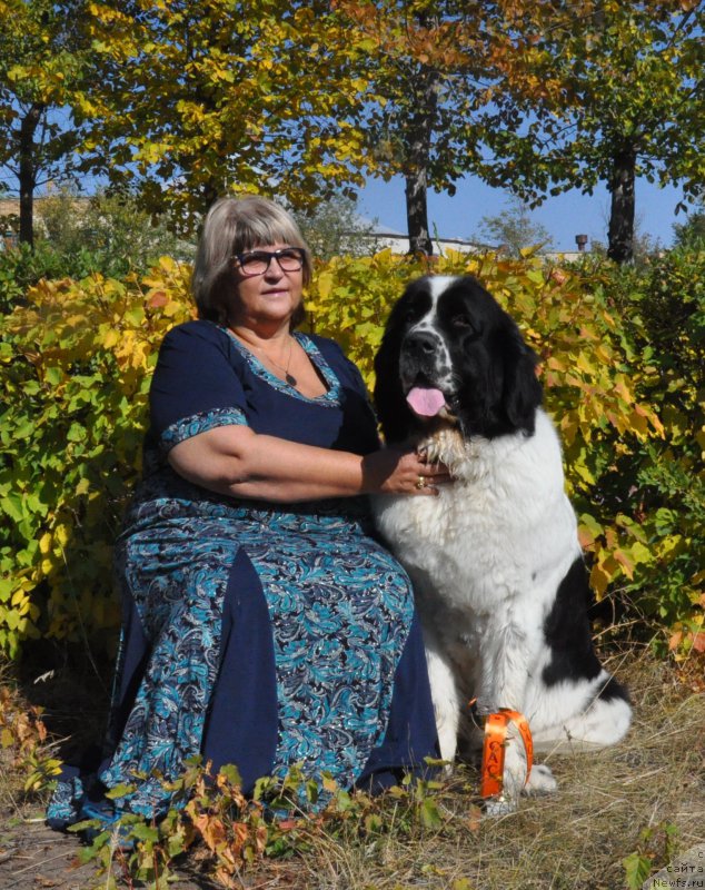 Фото: ньюфаундленд Ница для Кара Аюлар из Тихого Омута (Nica Dlja Kara Ayular iz Tihogo Omuta), Марина Турапина