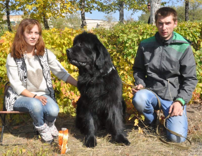 Фото: ньюфаундленд Баловень Жрицы