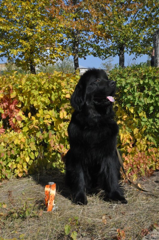 Фото: ньюфаундленд Баловень Жрицы