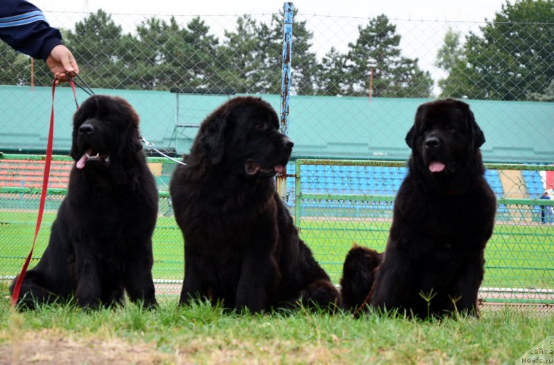 Фотография № 164043