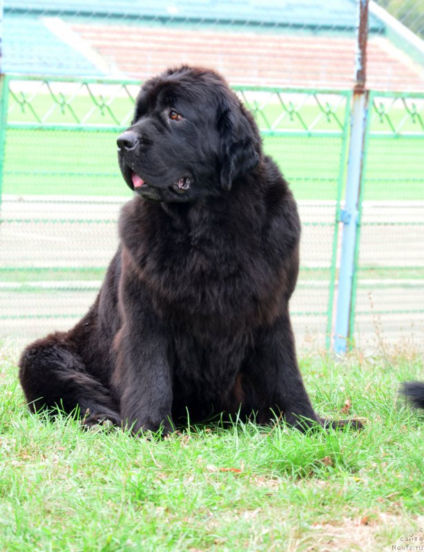 Фото: ньюфаундленд Пчёлкин Дом Аврора (Pchiolkin Dom Avrora)