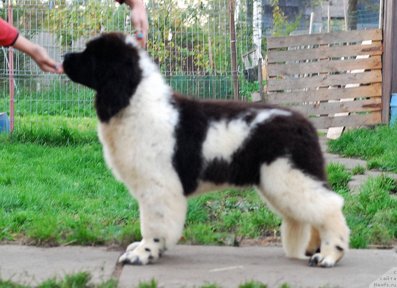 Фотография № 164053