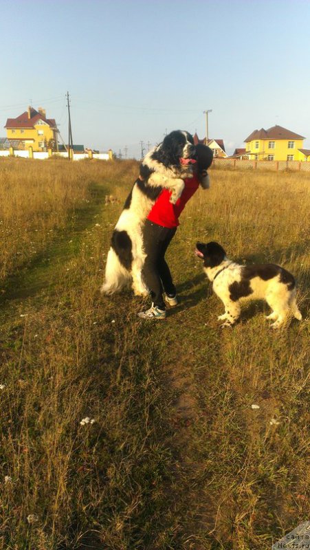 Фото: ньюфаундленд Флюфи Аваланч Сурпассинг Алл Експестатионс (Fluffy Avalanch Surpassing All Expektations)